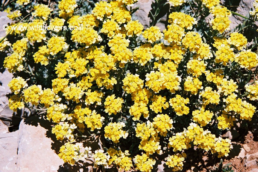 Alyssum baumgartnerianum